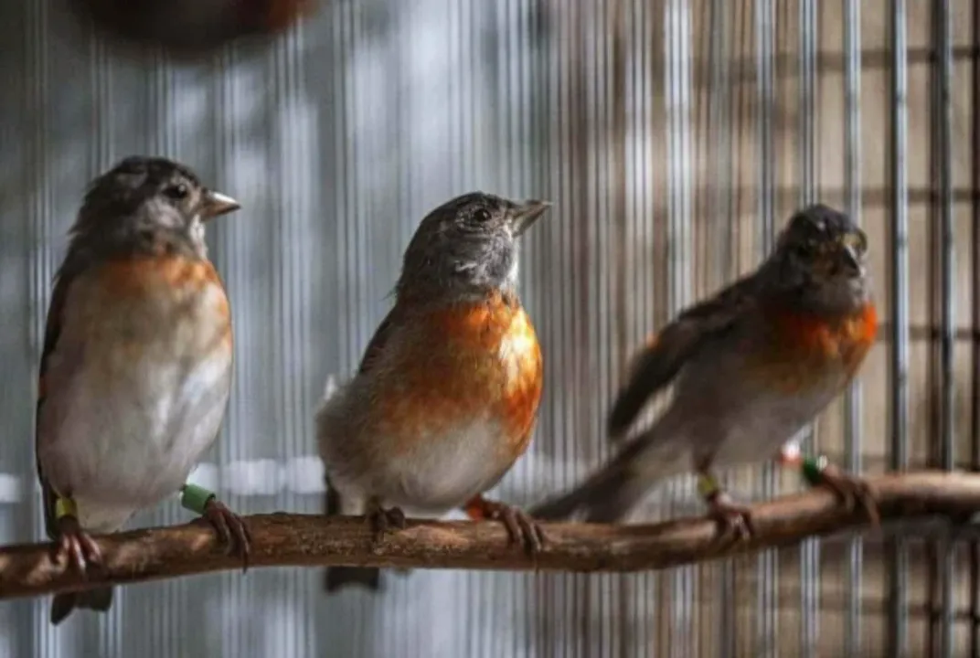 Imagem ilustrativa da imagem Por que você nunca ouviu passarinho soltar pum?