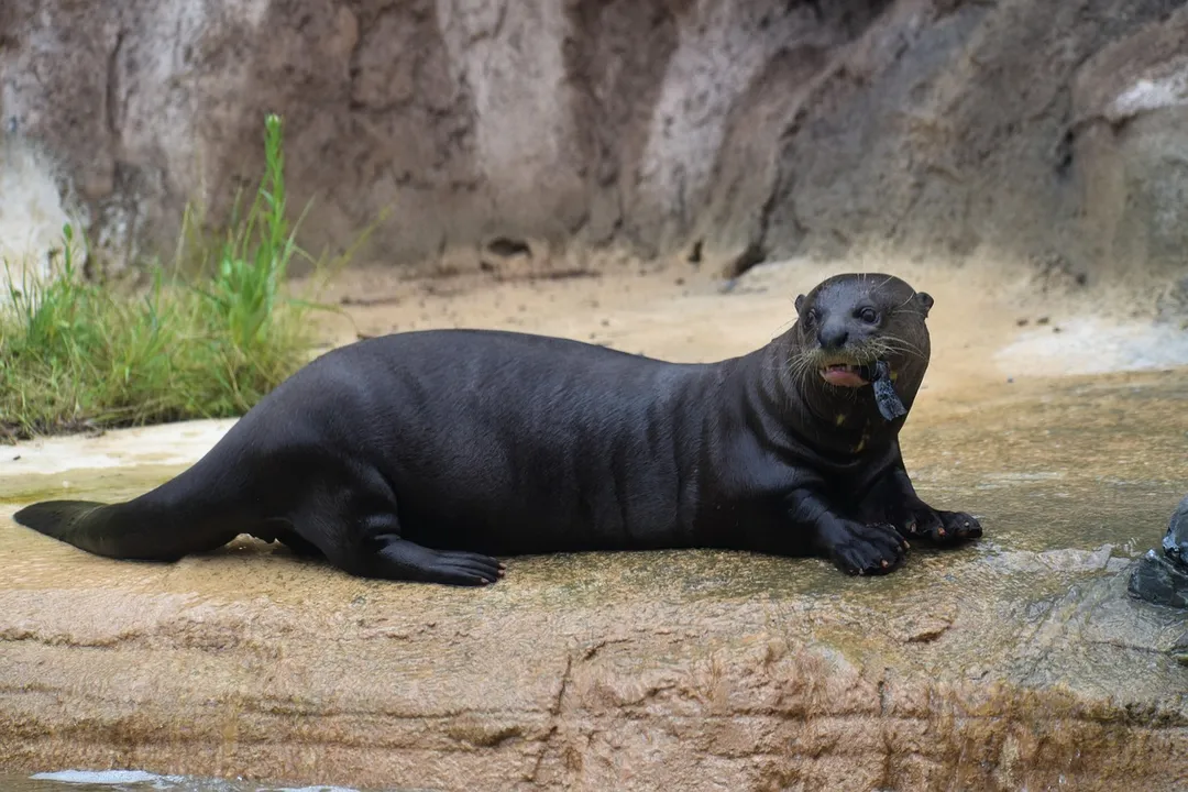 Maior predador aquático da América do Sul reaparece no Parque Nacional Iberá