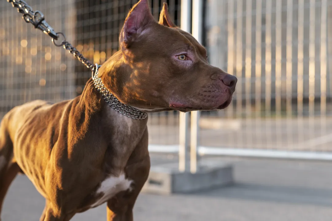 Cão acorrentado