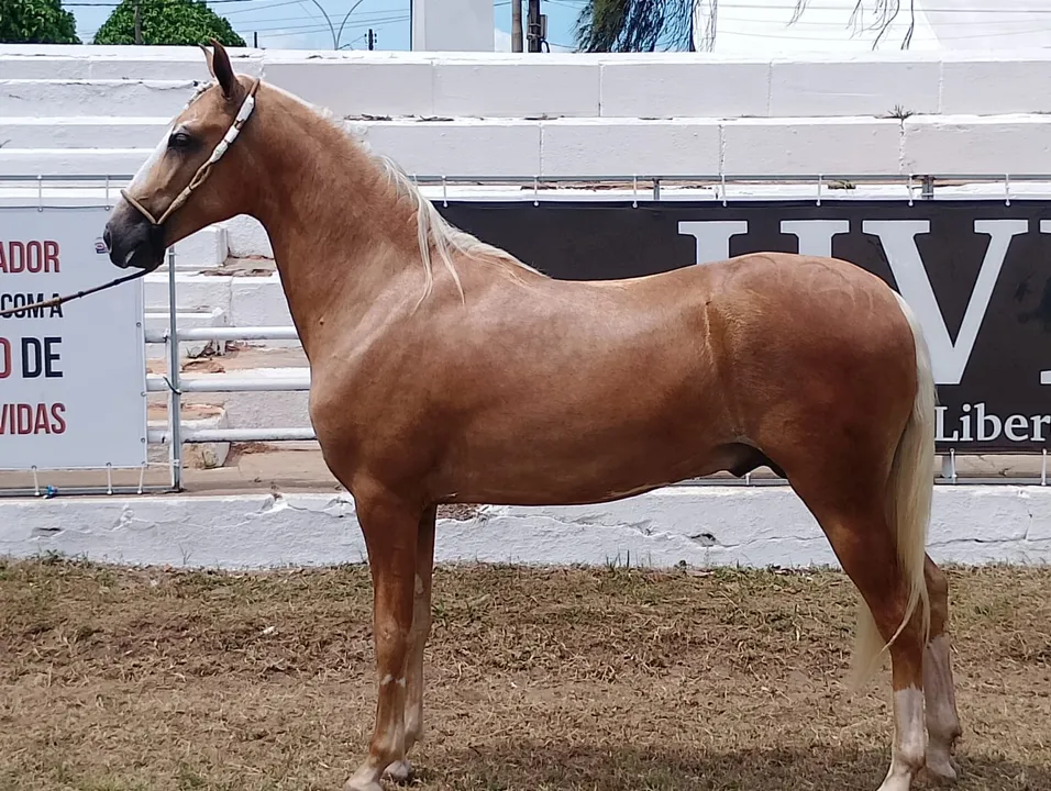 Potros são animais jovens que ainda não são montados