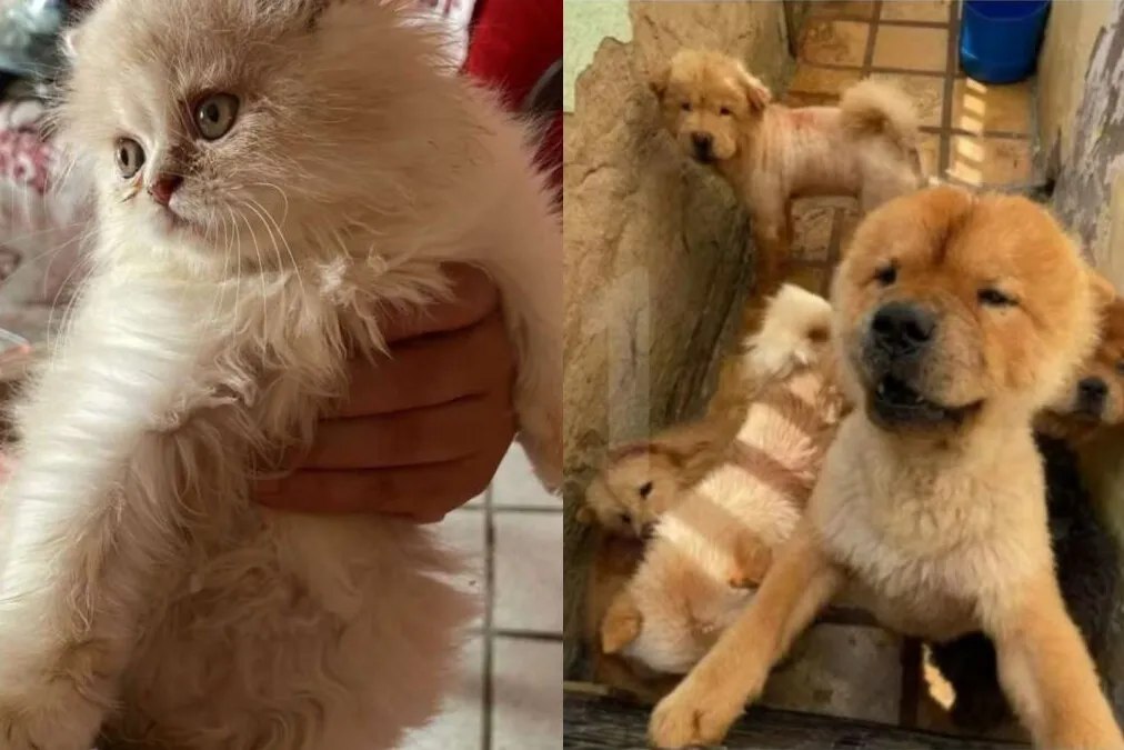 Animais alojados em espaço precário