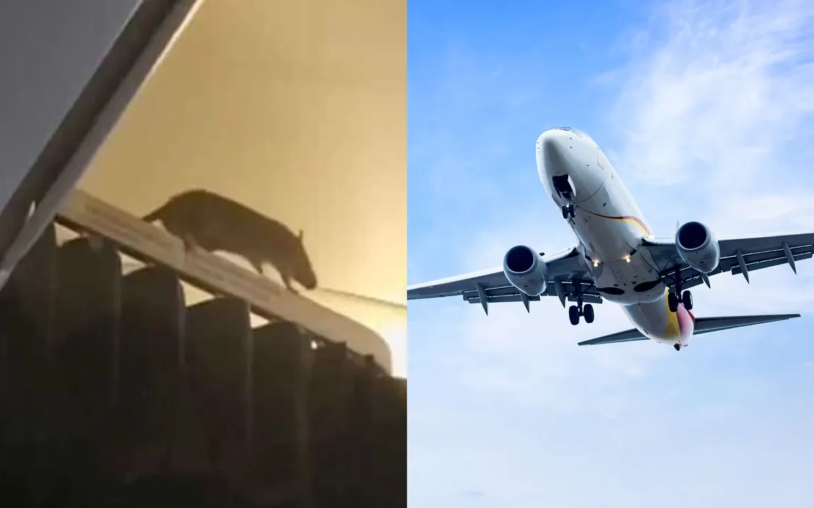 O animal causou pânico aos passageiros