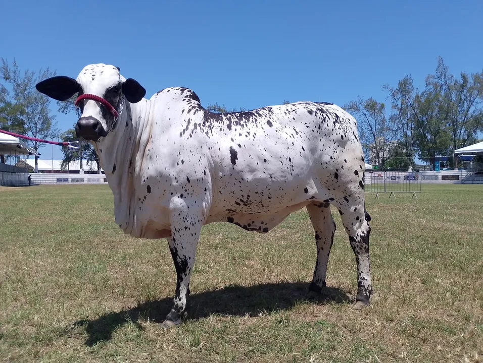 Shakira encanta jurados e confirma favoritismo na Fenagro 2025