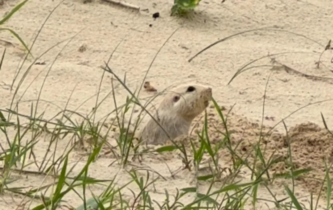 Imagem ilustrativa da imagem Tuco-tuco reaparece no litoral e acende alerta sobre preservação ambiente