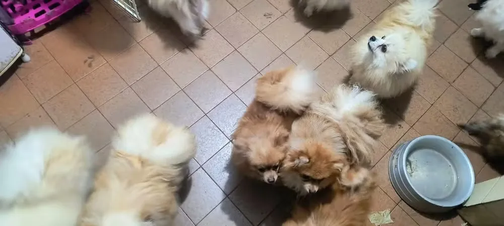 Imagem ilustrativa da imagem Tutores são presos e mais de 70 cachorros resgatados por maus-tratos