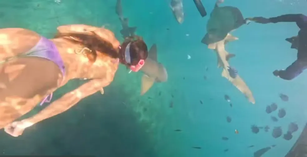 Imagem ilustrativa da imagem Vídeo: turista é mordida por tubarão durante mergulho em Noronha