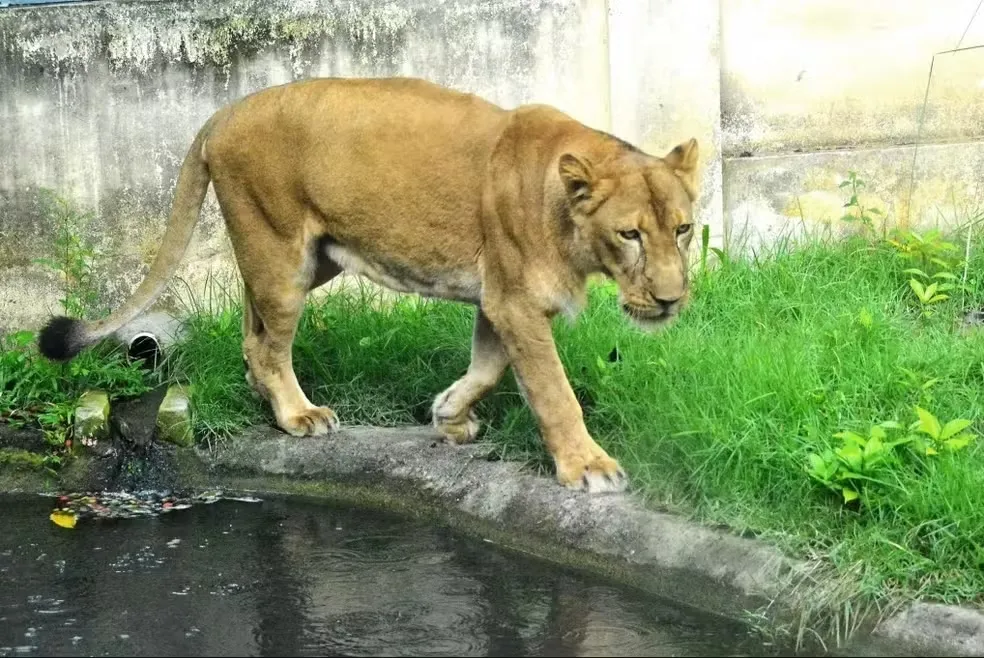 Leoa que atacou um homem no Parque Zoobotânico Arruda Câmara, em João Pessoa,