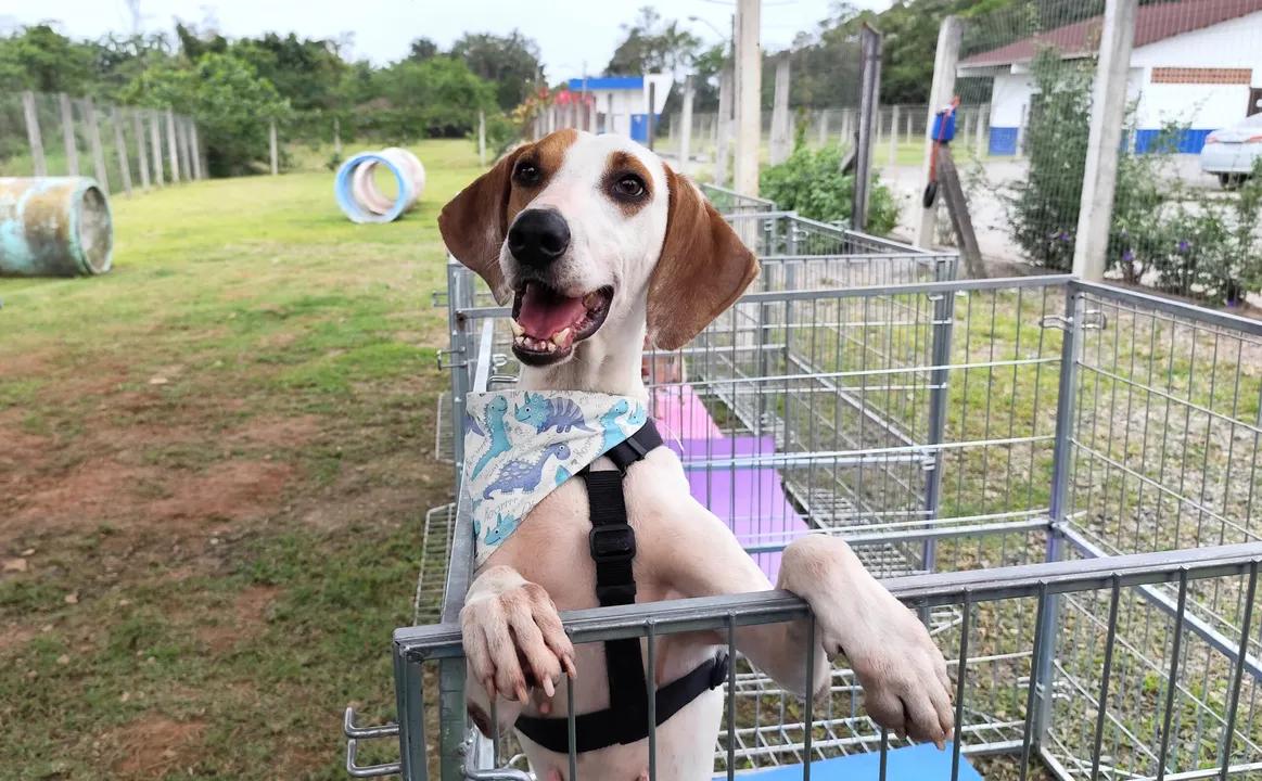 Cachorro no Centro de Bem-Estar Animal (CBEA) de Joinville