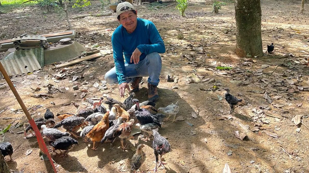 Projeto une aviário, Sistemas Agroflorestais (SAFs), roças com plantios diveros e outras culturas, entre outros