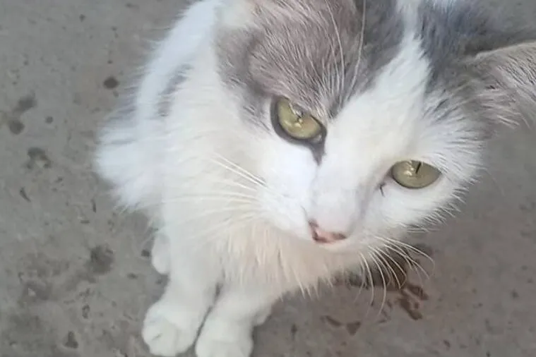 As investigações apontaram que o animal foi espancado até a morte