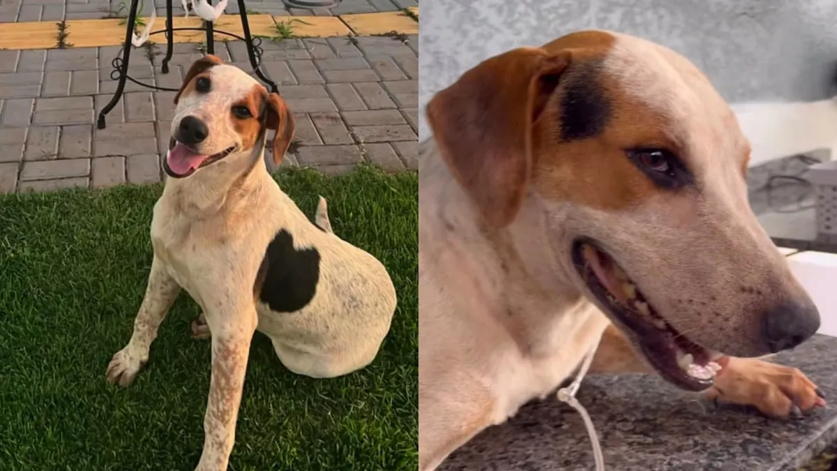 Abacate chegou a fazer exames e passar por procedimento cirurgico mas não resistiu