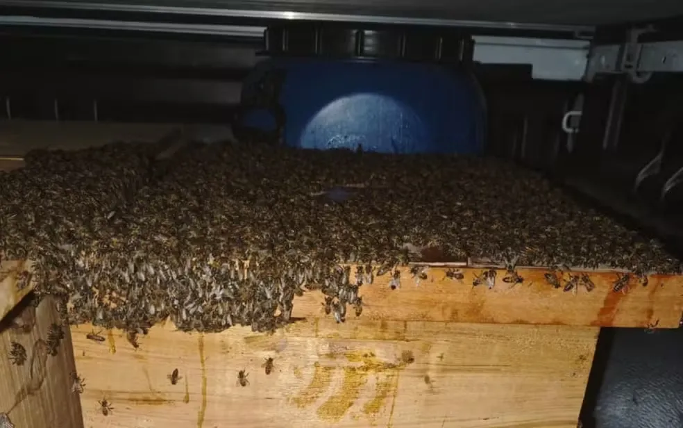 15 pessoas ficam feridas após ataque de abelhas na Bahia