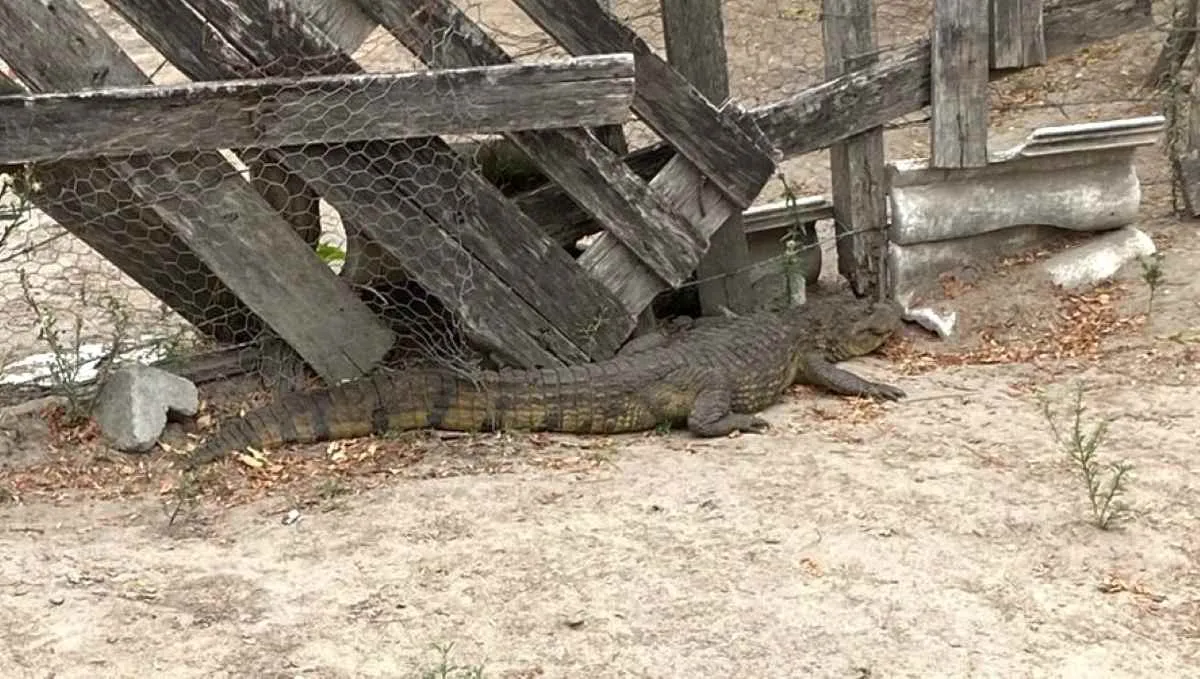 Moradores registram momentos de tensão ao ver o réptil próximo à fábrica