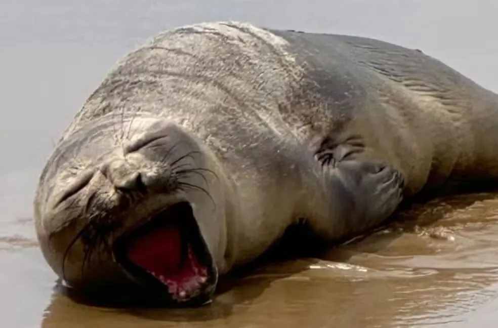 Animal foi resgatado em estado grave na Praia da Aruana, em Aracaju