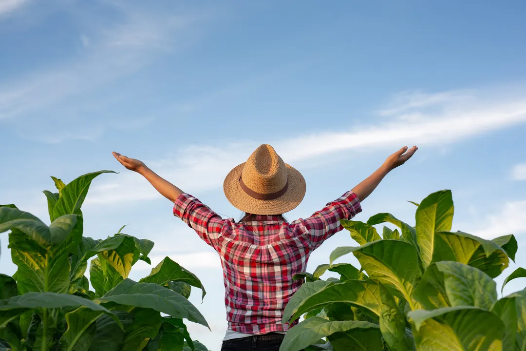A indústria brasileira de alimentos e bebidas é a maior exportadora de alimentos do mundo