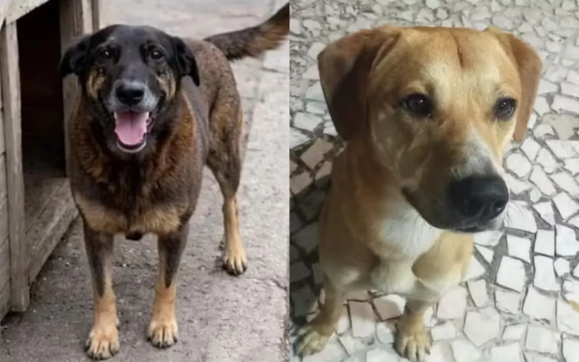 Os animais andavam juntos pela comunidade