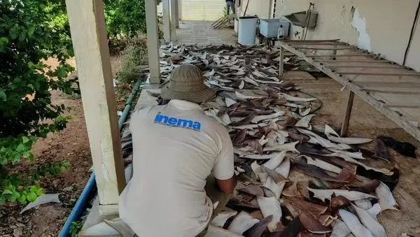 1,5 toneladas de barbatanas de tubarão são apreendidas na Bahia