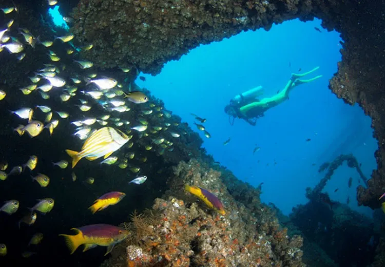 Salvador guarda cenários perfeitos para quem quer explorar o fundo do mar