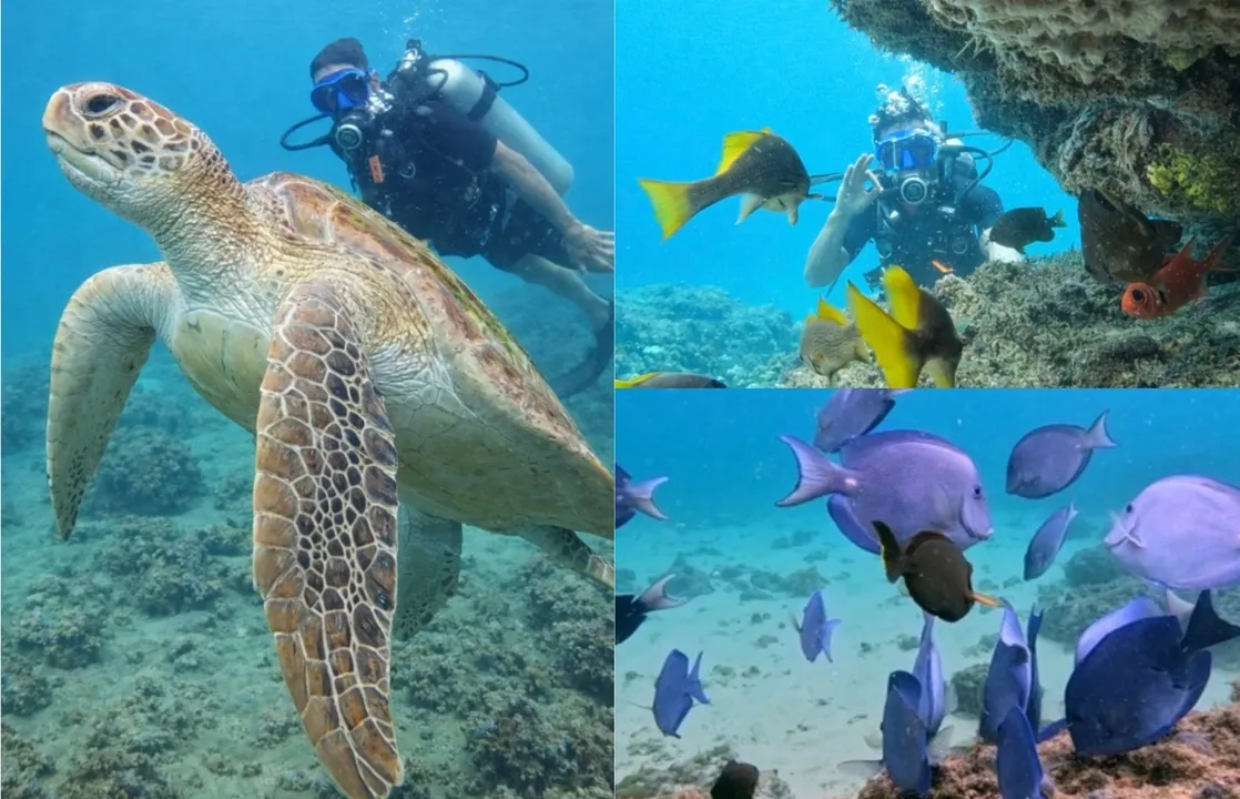 Cavalos-marinhos, tartarugas, polvos e uma infinidade de peixes coloridos habitam o Porto da Barra