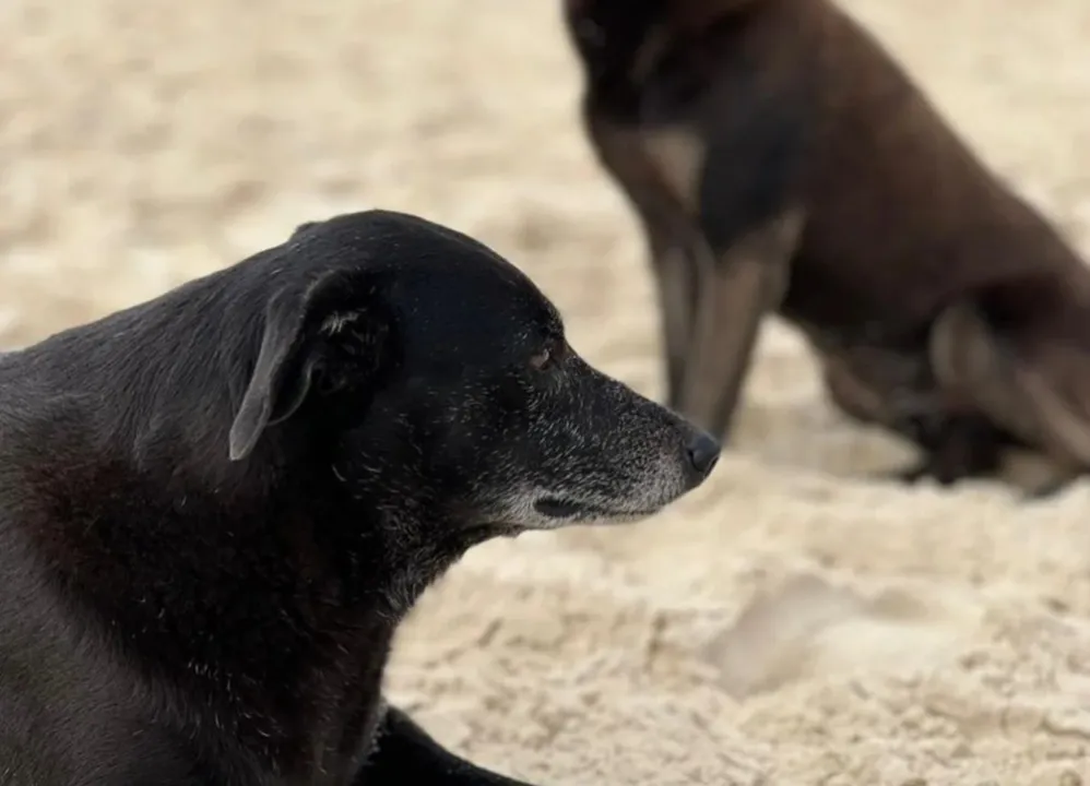 Cadela estava internada desde o fim de janeiro