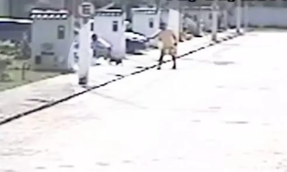 Imagem ilustrativa da imagem PM que atirou em vizinha e cães vai a júri popular 11 anos depois