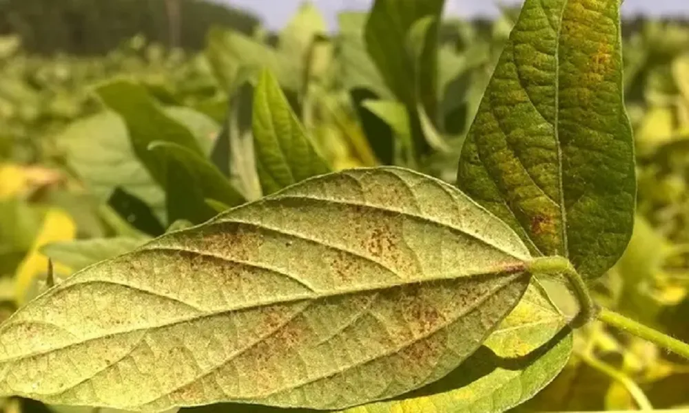 A praga phakopsora pachyrhizi foi identificada no final de janeiro, em Correntina