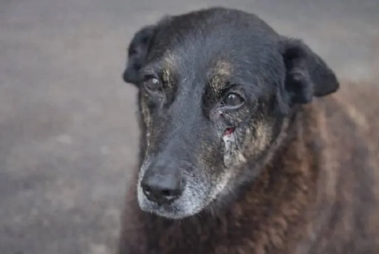 Imagem ilustrativa da imagem Proposta quer internar menores por maus-tratos a animais