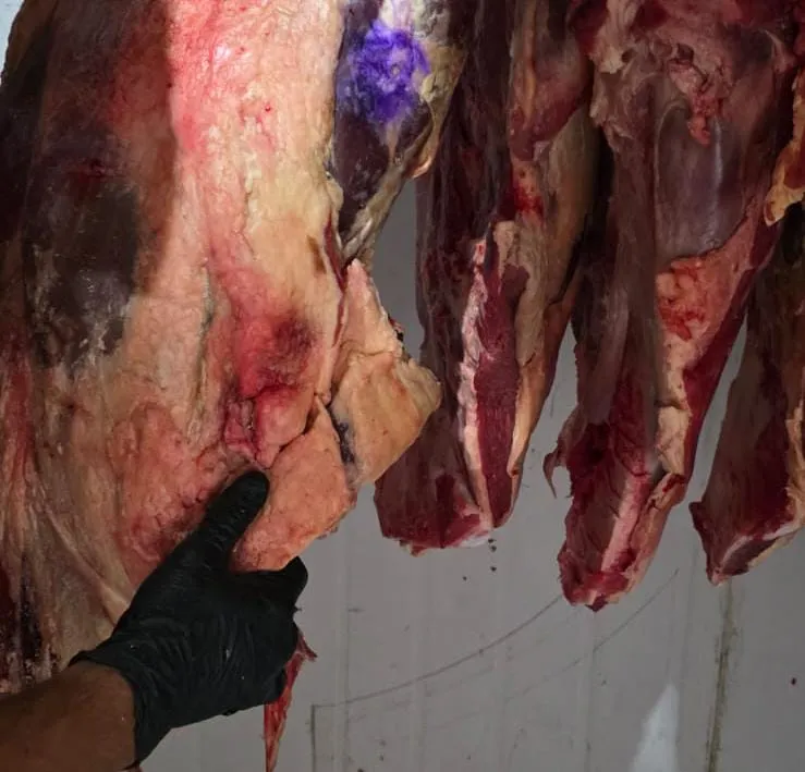 Imagem ilustrativa da imagem Seis pessoas são presas suspeitas de furto de gado e abate clandestino