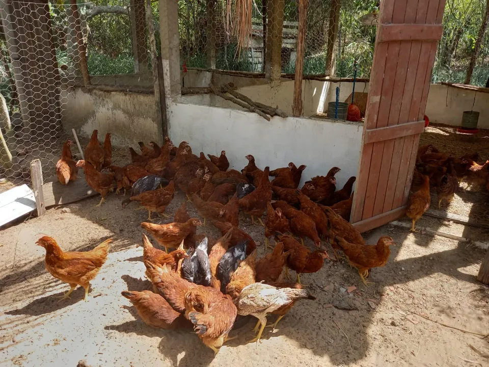 Restrição busca conter avanço do vírus