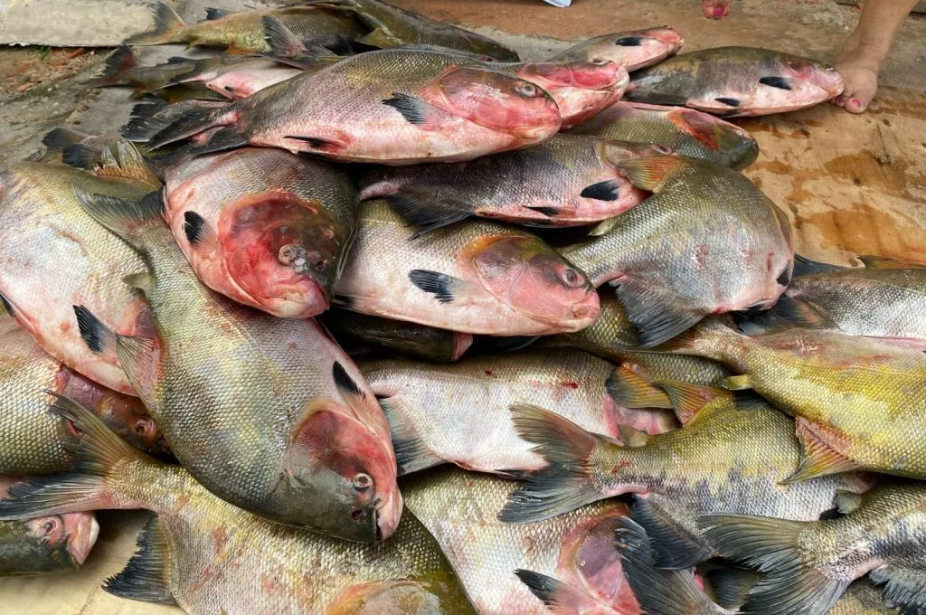 A doença está ligada ao consumo de peixes contaminados ou mal conservados