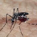 Caso de dengue tipo 3 acende alerta em Feira de Santana imagem