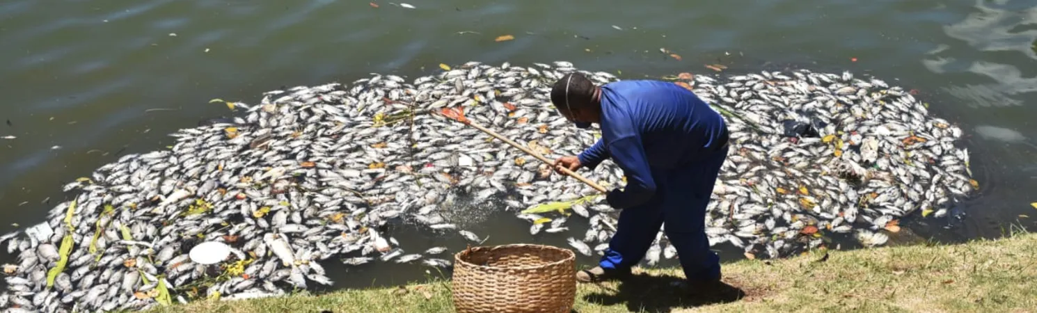 Forte odor e imagens do cenário circularam nas redes sociais