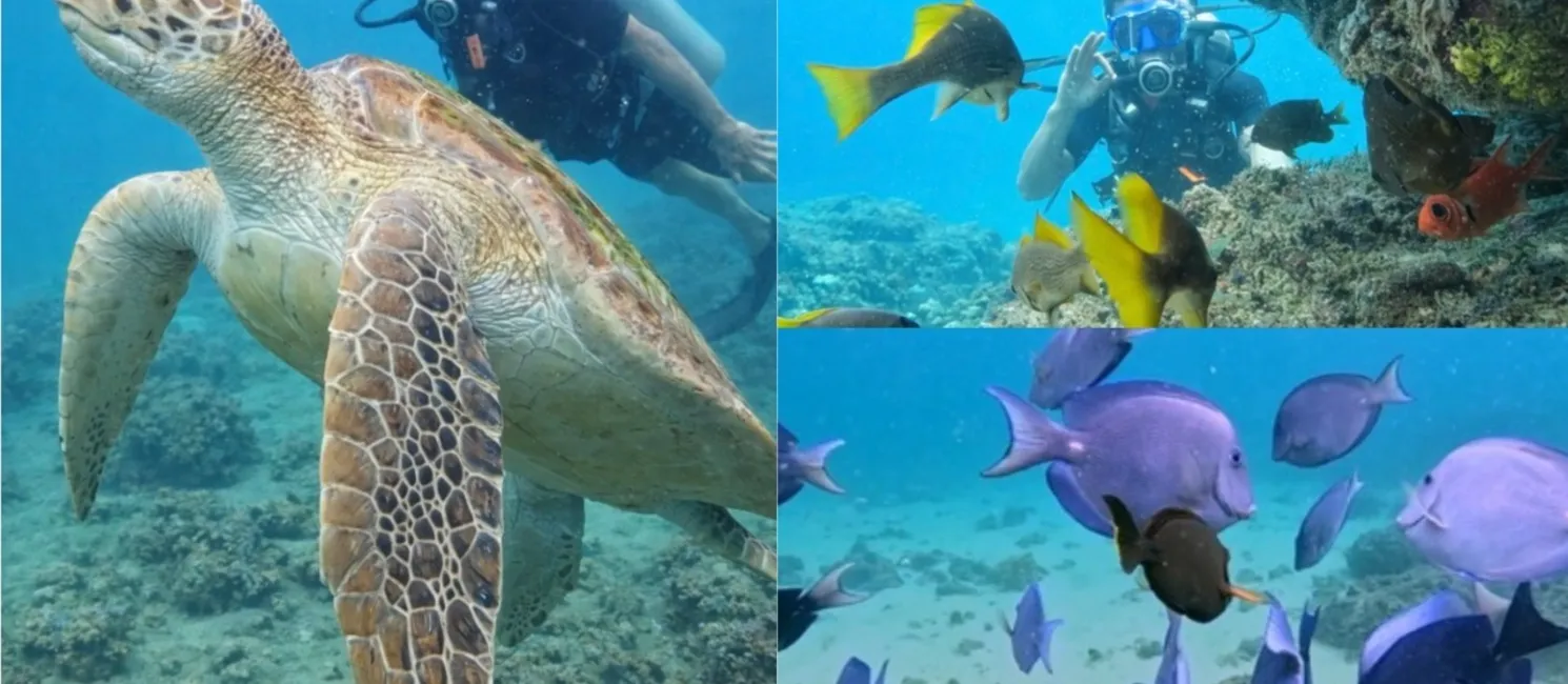 Cavalos-marinhos, tartarugas, polvos e uma infinidade de peixes coloridos habitam o Porto da Barra
