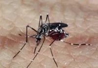 Caso de dengue tipo 3 acende alerta em Feira de Santana imagem