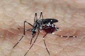 Caso de dengue tipo 3 acende alerta em Feira de Santana - Imagem