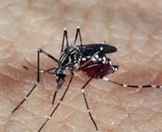 Caso de dengue tipo 3 acende alerta em Feira de Santana