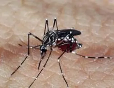 Caso de dengue tipo 3 acende alerta em Feira de Santana - Imagem