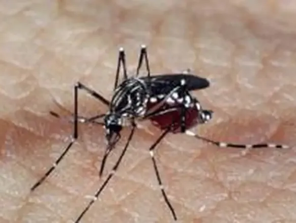 Caso de dengue tipo 3 acende alerta em Feira de Santana - Imagem