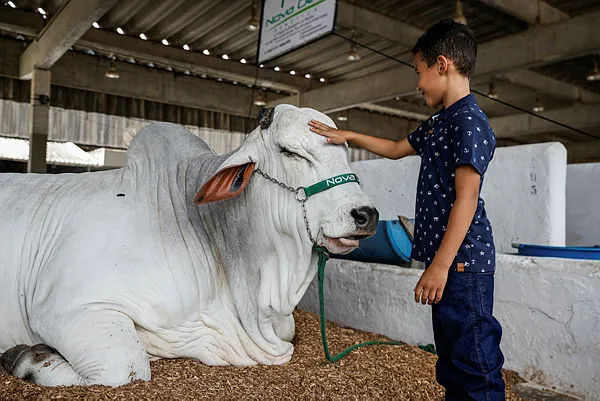 Criança na Fenagro ao lado do boi