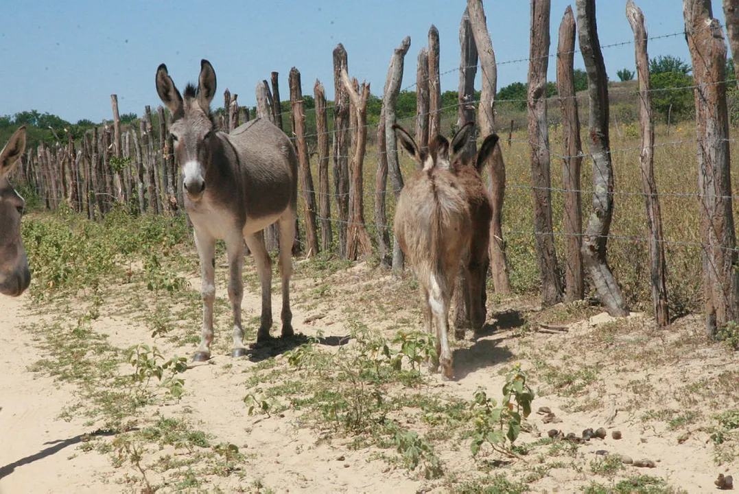Animais encontrados em abatedouros deverão ser retirados e levados a santuários
