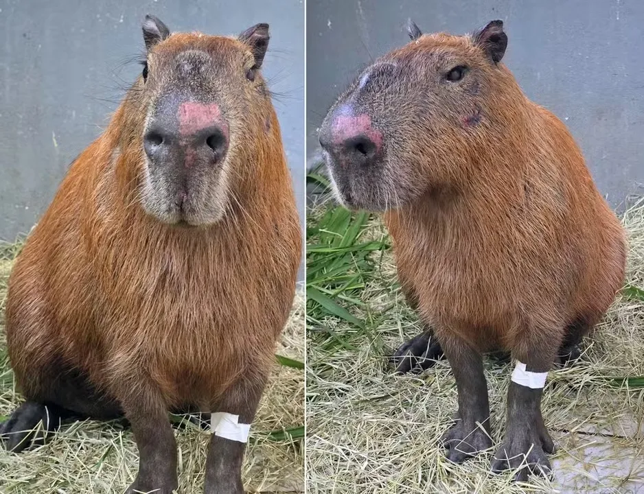 A capivara agredida no Rio de Janeiro foi socorrida e já apresenta melhora no estado de saúde