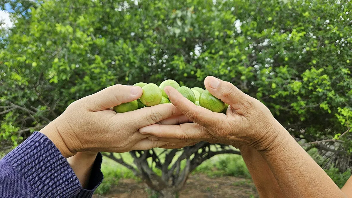 Cooperativa Agropecuária Familiar de Canudos, Uauá e Curaçá foi criada em 2004