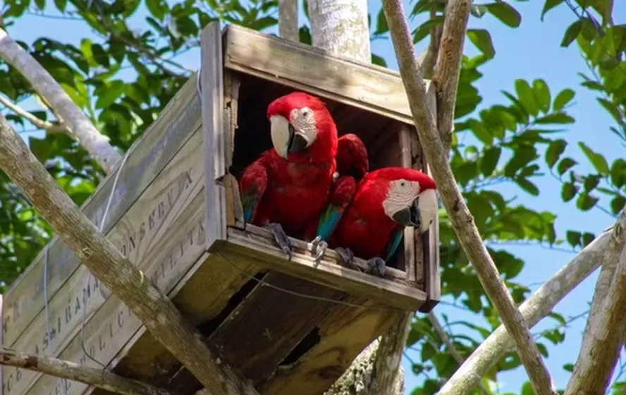 Registro mostra casal de araras-vermelhas