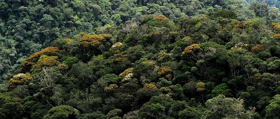 Foto ilustrativa de floresta ombrófila