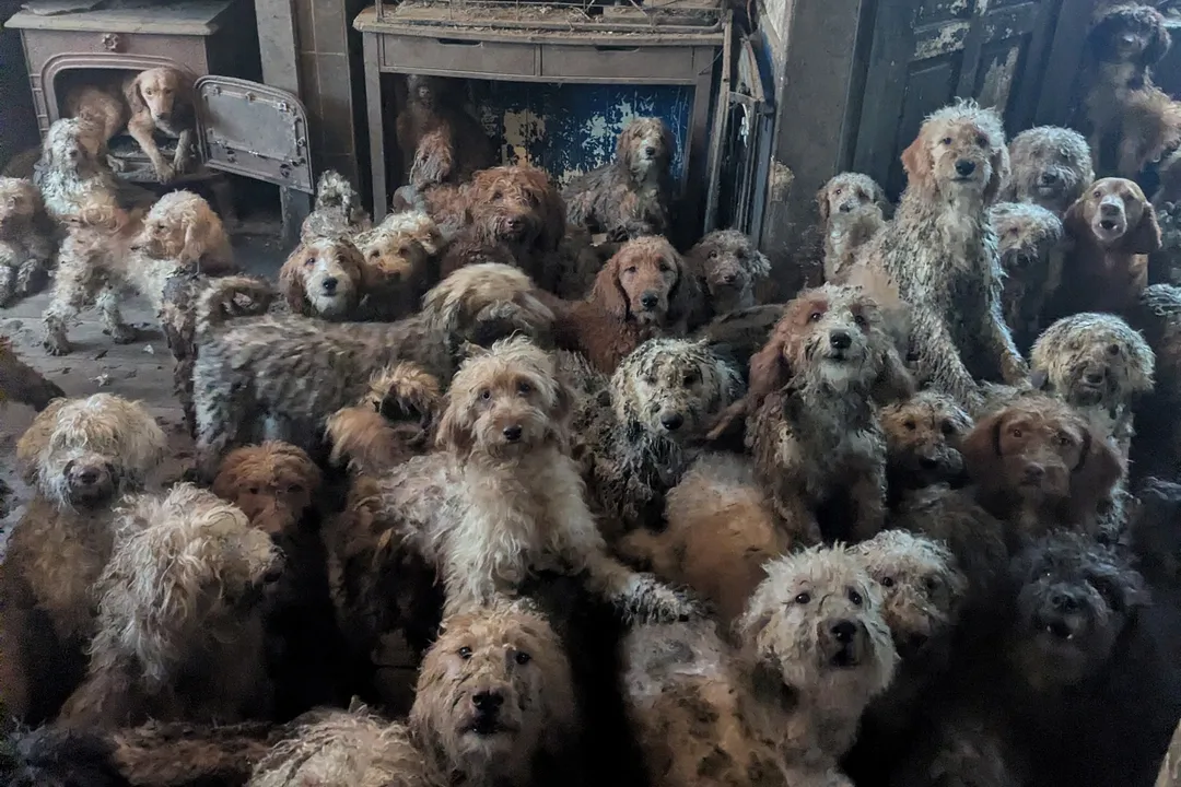 Dezenas de cachorros cruzados com poodle
