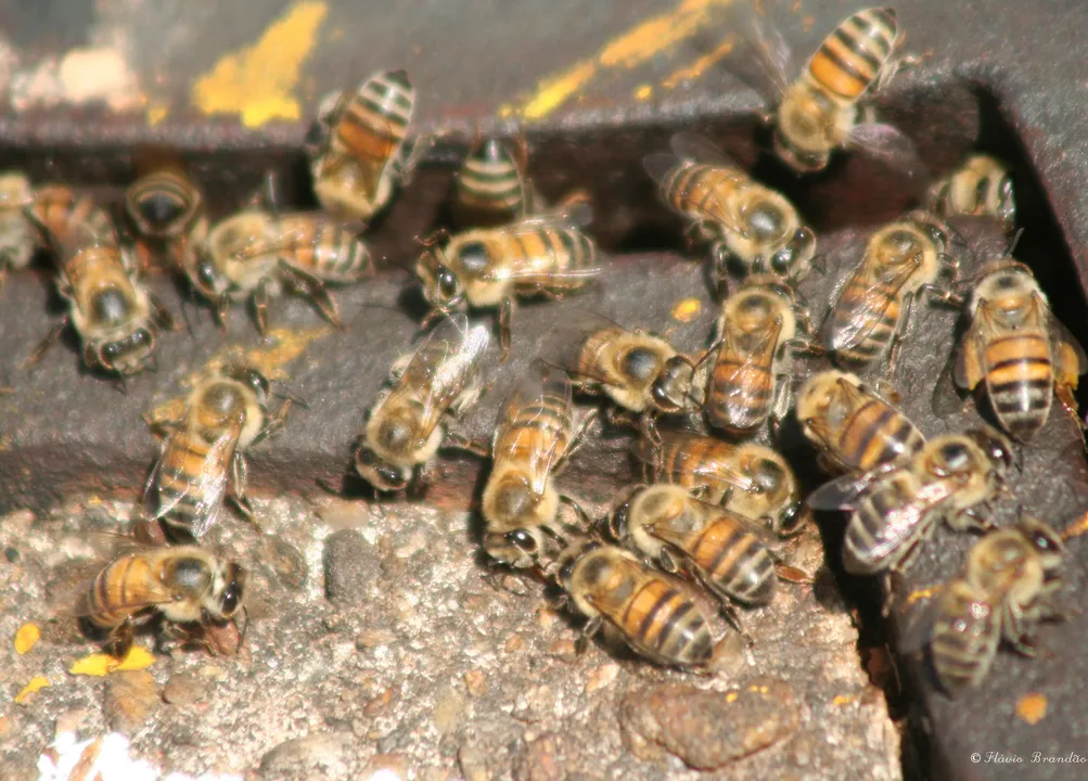 Imagem ilustrativa da imagem Ataque de 60 mil abelhas deixa cães mortos e pessoas feridas na Bahia