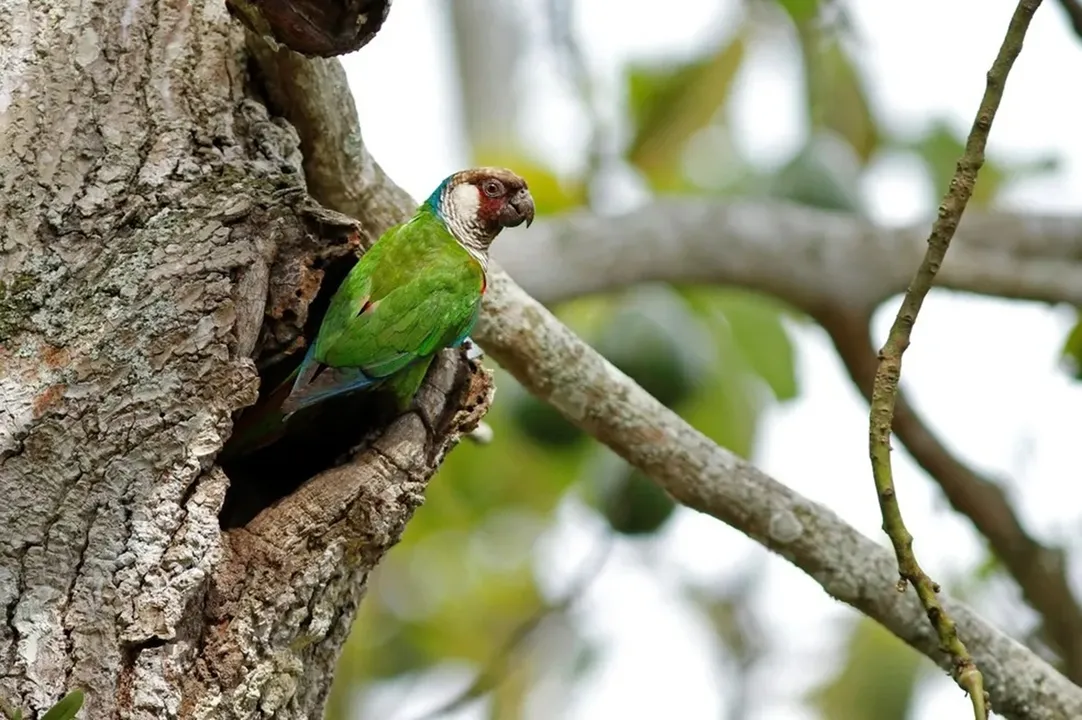 Espécie símbolo da Caatinga voltou a se reproduzir em reserva