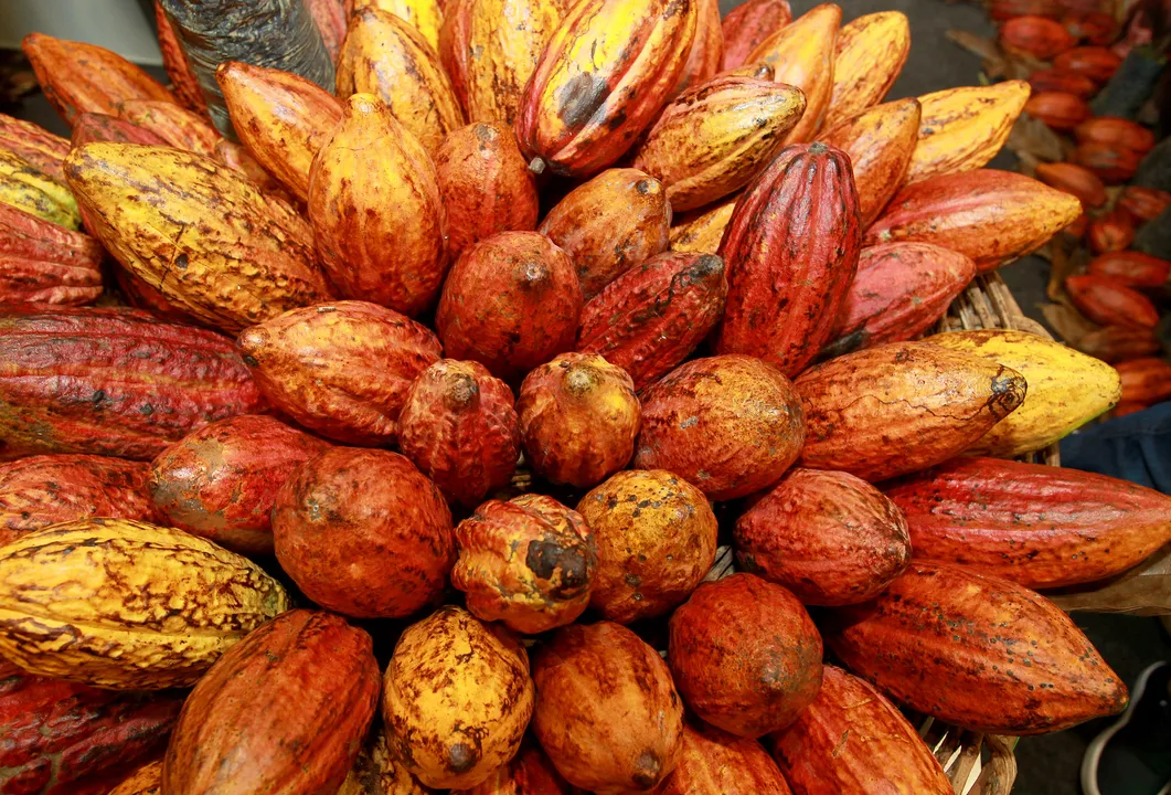 Cacau