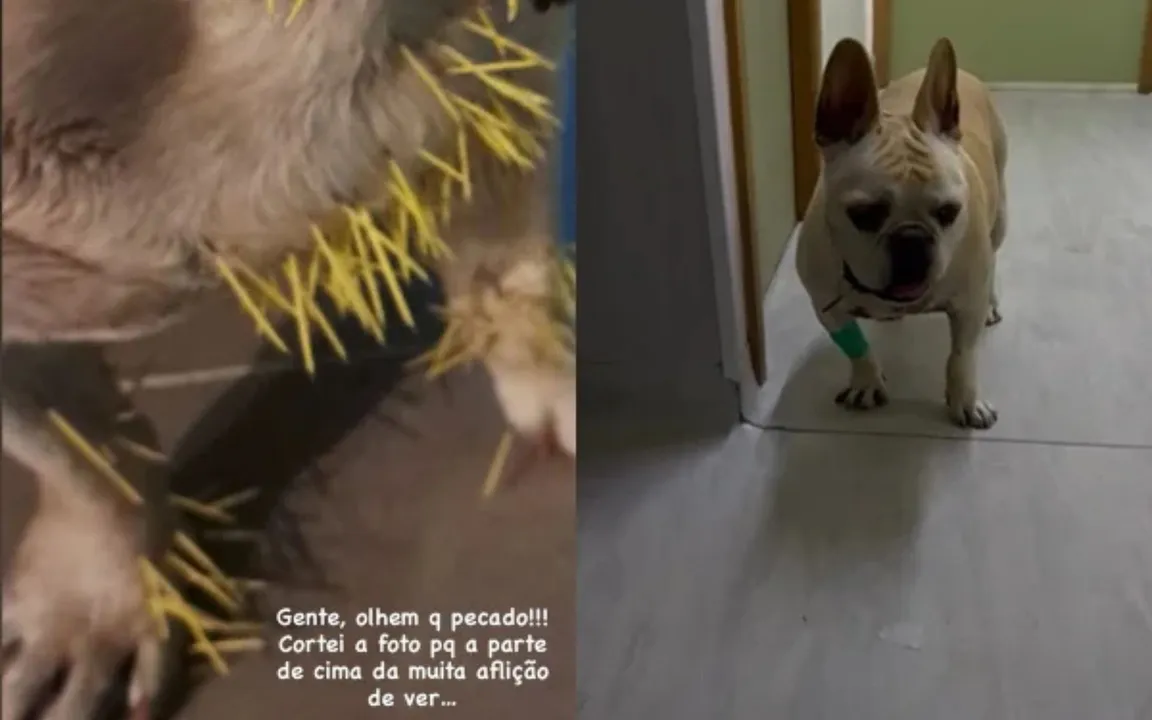 O animal precisou ficar no hospital