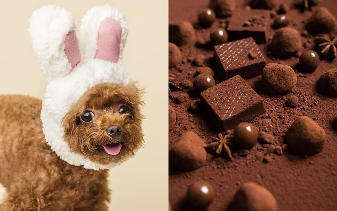 O doce é altamente tóxico para os animais